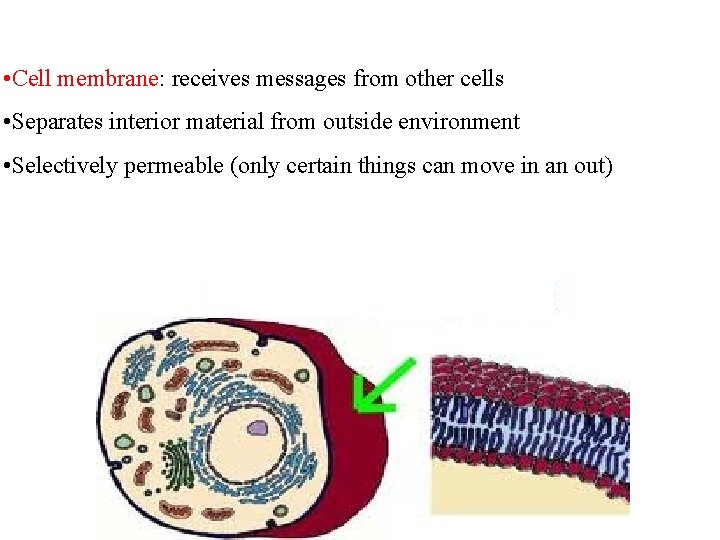  • Cell membrane: receives messages from other cells • Separates interior material from