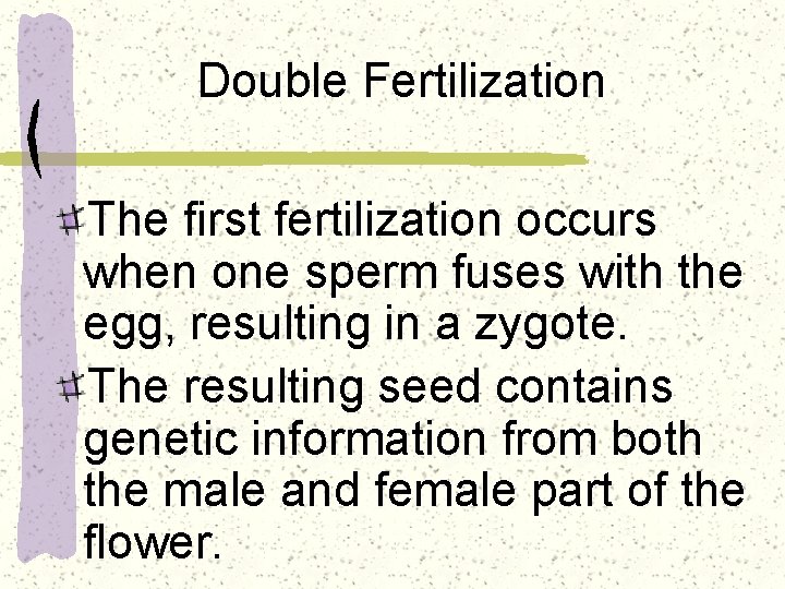 Double Fertilization The first fertilization occurs when one sperm fuses with the egg, resulting