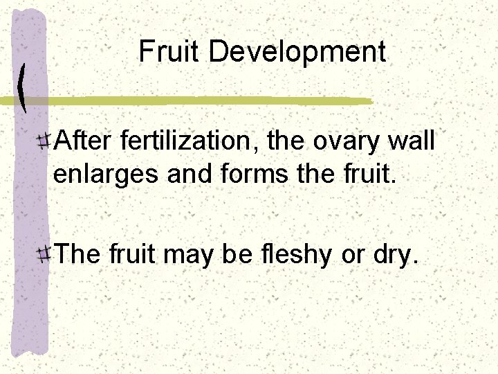 Fruit Development After fertilization, the ovary wall enlarges and forms the fruit. The fruit
