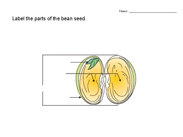 Name: _____________ Label the parts of the bean seed. 