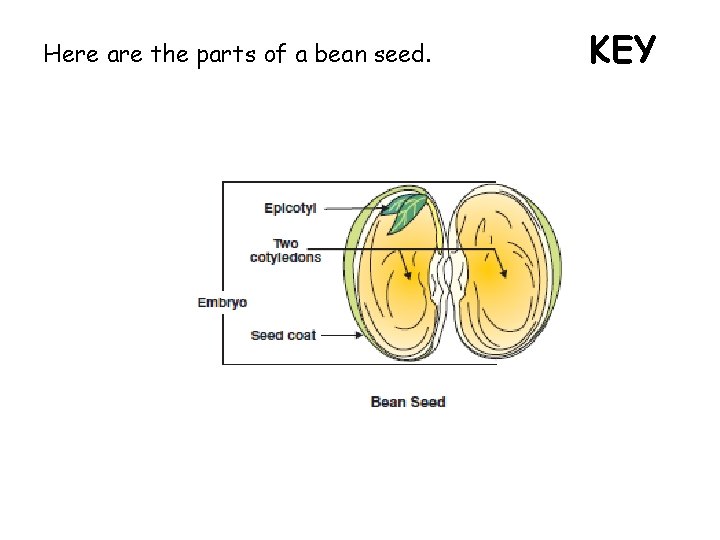 Here are the parts of a bean seed. KEY 