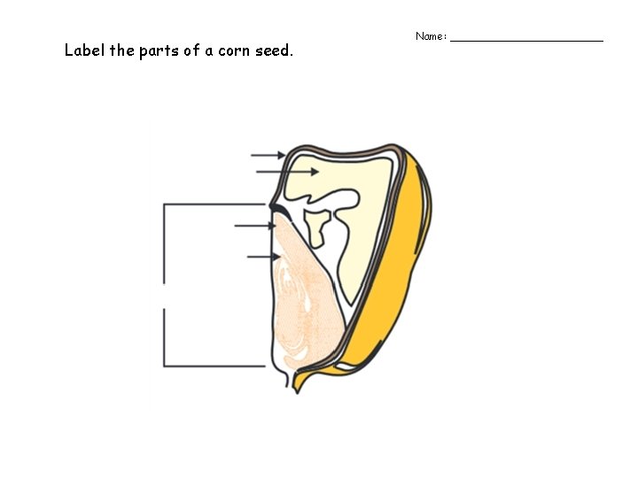 Label the parts of a corn seed. Name: ____________ 