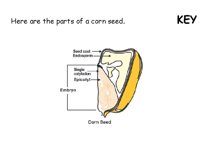Here are the parts of a corn seed. 