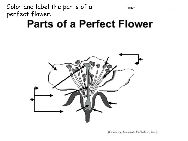 Color and label the parts of a perfect flower. Name: __________ 