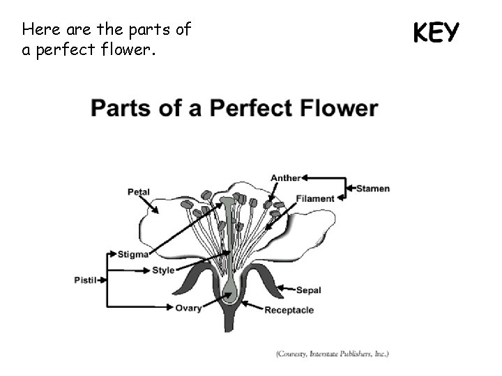 Here are the parts of a perfect flower. 