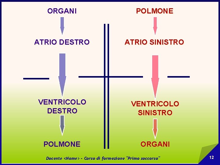 ORGANI POLMONE ATRIO DESTRO ATRIO SINISTRO VENTRICOLO DESTRO VENTRICOLO SINISTRO POLMONE ORGANI Docente <Nome>