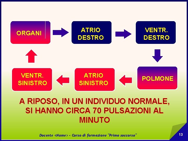 ORGANI ATRIO DESTRO VENTR. SINISTRO ATRIO SINISTRO POLMONE A RIPOSO, IN UN INDIVIDUO NORMALE,