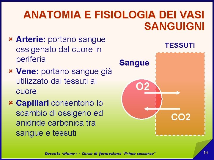 ANATOMIA E FISIOLOGIA DEI VASI SANGUIGNI û Arterie: portano sangue ossigenato dal cuore in