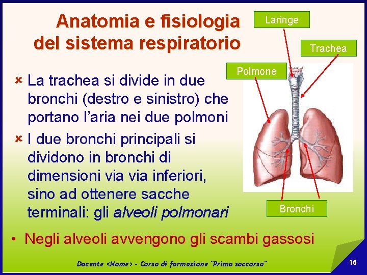 Anatomia e fisiologia del sistema respiratorio û La trachea si divide in due bronchi