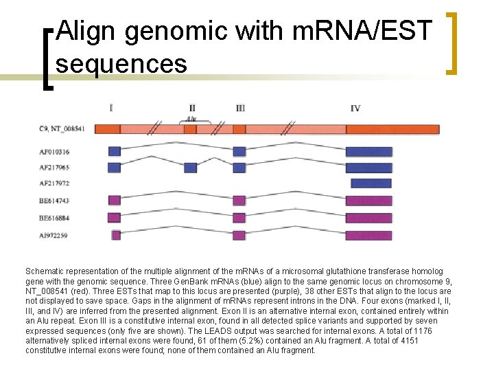 Align genomic with m. RNA/EST sequences Schematic representation of the multiple alignment of the