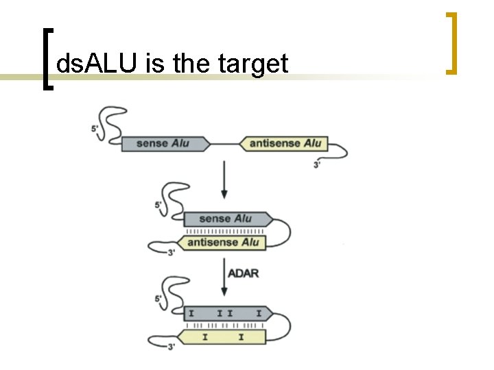 ds. ALU is the target 