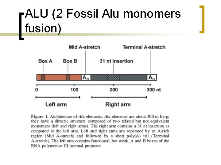 ALU (2 Fossil Alu monomers fusion) 