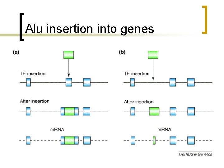 Alu insertion into genes 