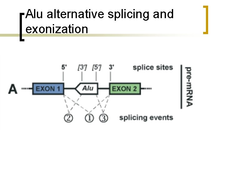 Alu alternative splicing and exonization 
