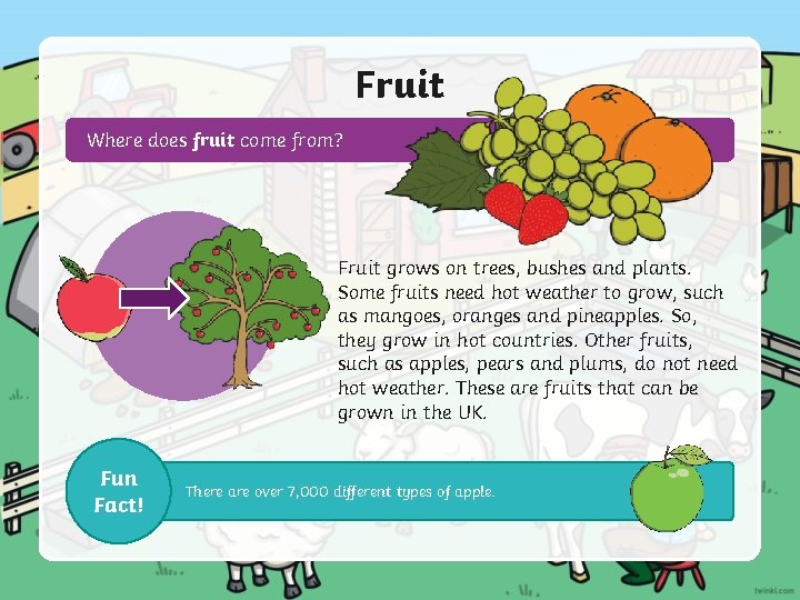 Fruit Where does fruit come from? Fruit grows on trees, bushes and plants. Some