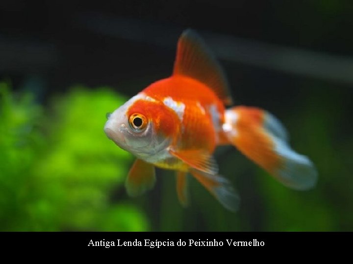 Antiga Lenda Egípcia do Peixinho Vermelho 