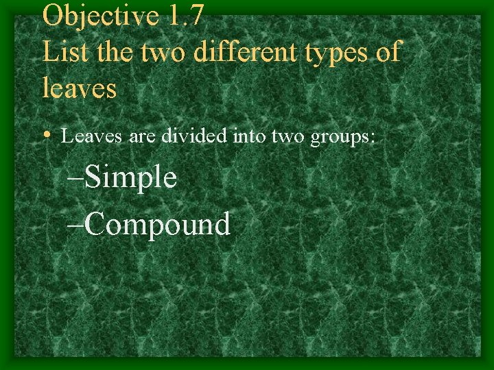 Objective 1. 7 List the two different types of leaves • Leaves are divided