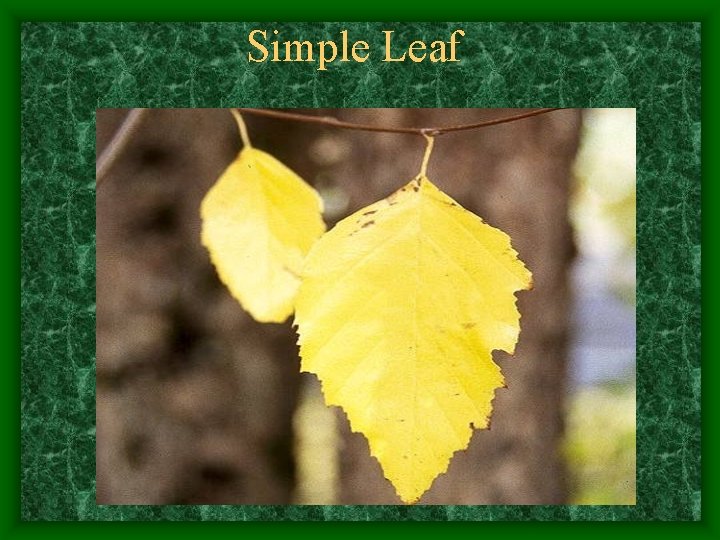 Simple Leaf 