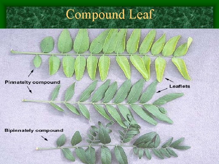 Compound Leaf 