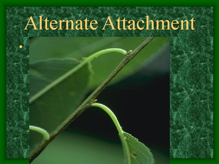 Alternate Attachment • 