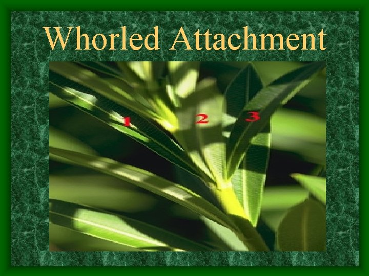 Whorled Attachment 