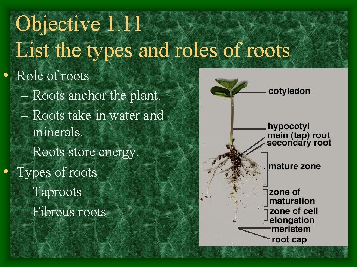 Objective 1. 11 List the types and roles of roots • Role of roots