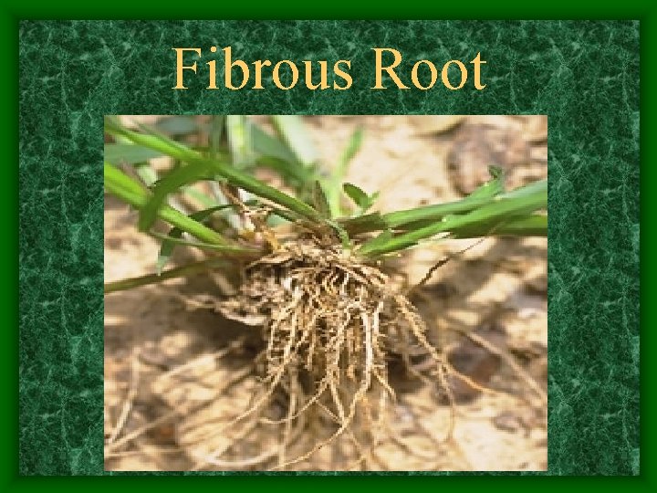 Fibrous Root 