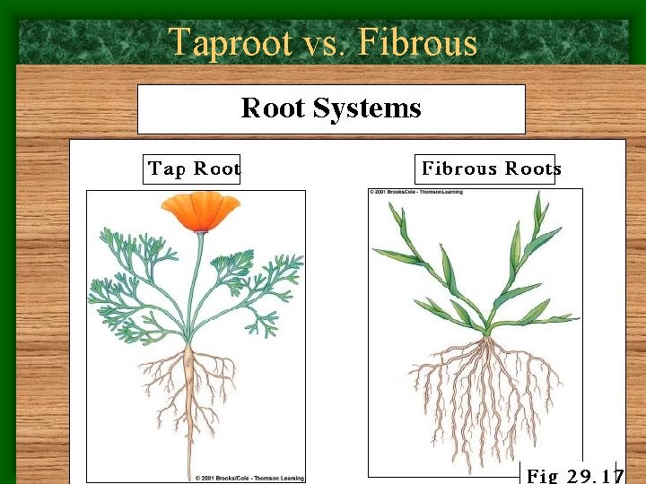 Taproot vs. Fibrous • 