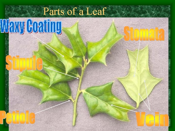 Parts of a Leaf 