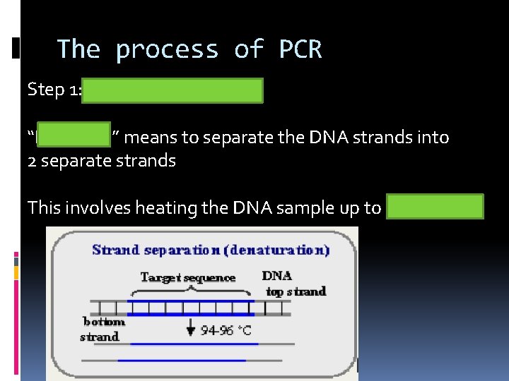 The process of PCR Step 1: Denature the DNA “Denature” means to separate the