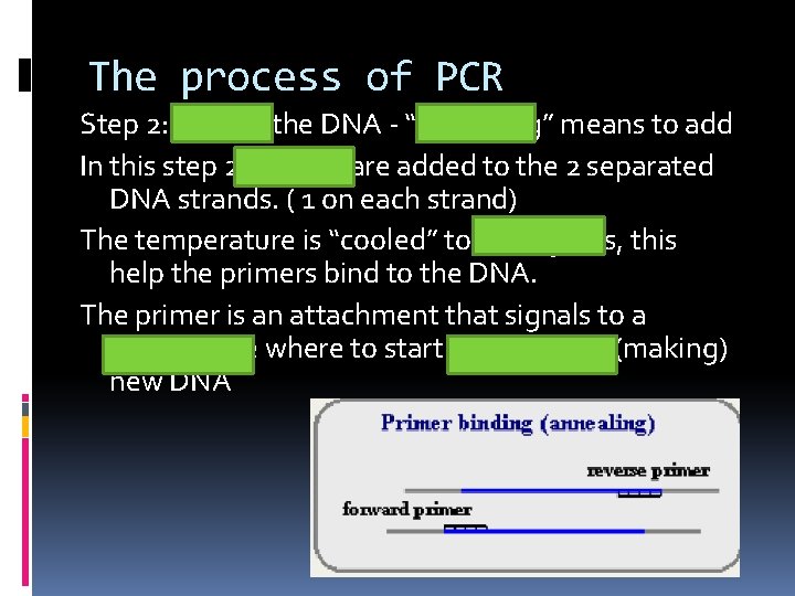 The process of PCR Step 2: Anneal the DNA - “annealing” means to add