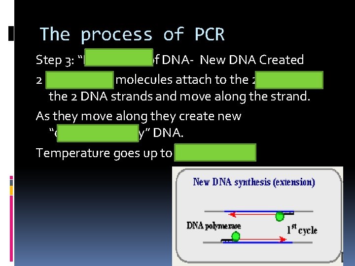 The process of PCR Step 3: “Extension” of DNA- New DNA Created 2 Polymerase