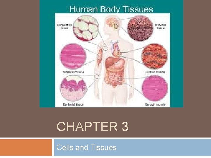 CHAPTER 3 Cells and Tissues 