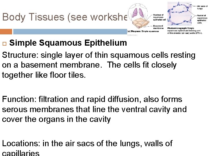 Body Tissues (see worksheet!) Simple Squamous Epithelium Structure: single layer of thin squamous cells
