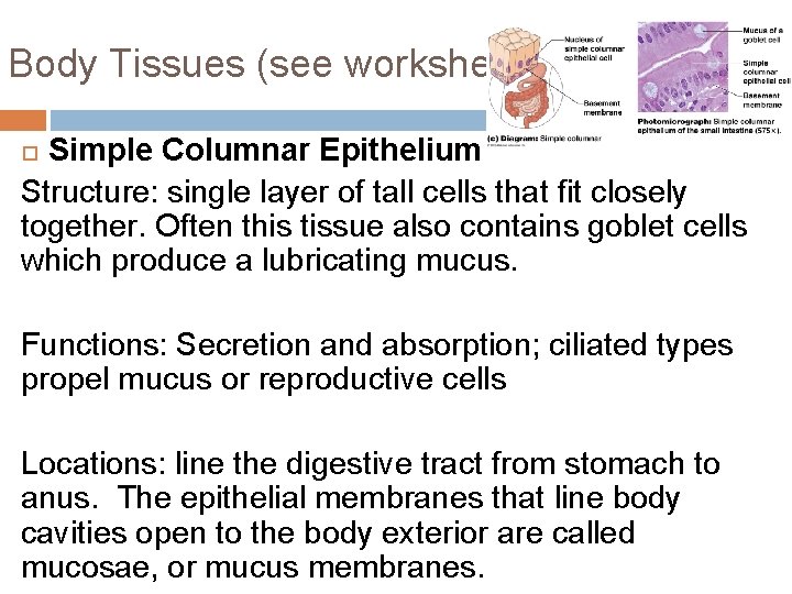 Body Tissues (see worksheet!) Simple Columnar Epithelium Structure: single layer of tall cells that