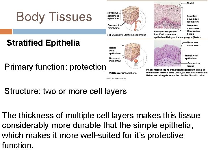 Body Tissues Stratified Epithelia Primary function: protection Structure: two or more cell layers The