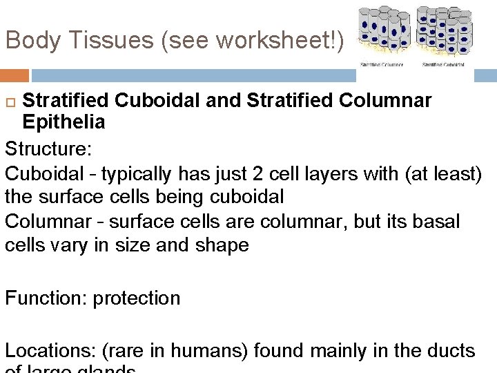 Body Tissues (see worksheet!) Stratified Cuboidal and Stratified Columnar Epithelia Structure: Cuboidal – typically
