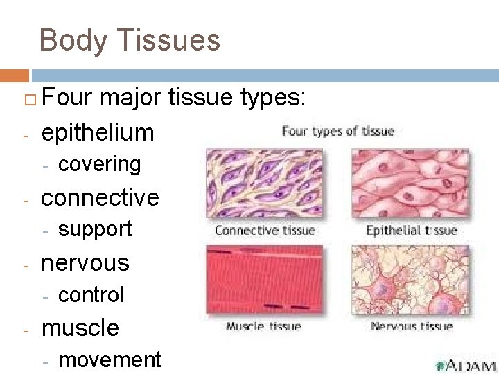 Body Tissues - Four major tissue types: epithelium - - connective - - support