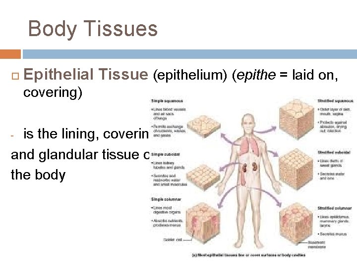 Body Tissues Epithelial Tissue (epithelium) (epithe = laid on, covering) is the lining, covering,
