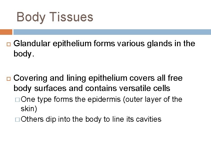Body Tissues Glandular epithelium forms various glands in the body. Covering and lining epithelium