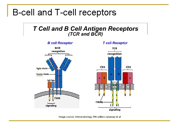 B-cell and T-cell receptors Image source: Immunobiology, 5 th edition Janeway et al 