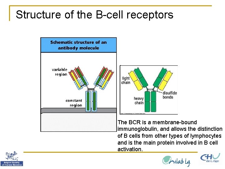 Structure of the B-cell receptors The BCR is a membrane-bound immunoglobulin, and allows the
