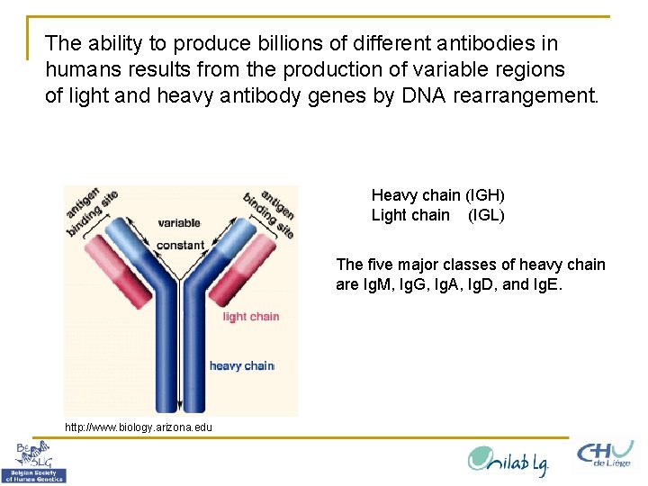 The ability to produce billions of different antibodies in humans results from the production