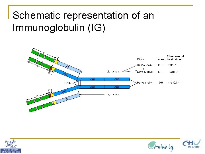 Schematic representation of an Immunoglobulin (IG) 