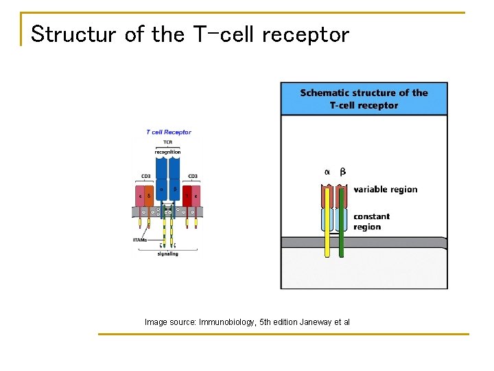 Structur of the T-cell receptor Image source: Immunobiology, 5 th edition Janeway et al