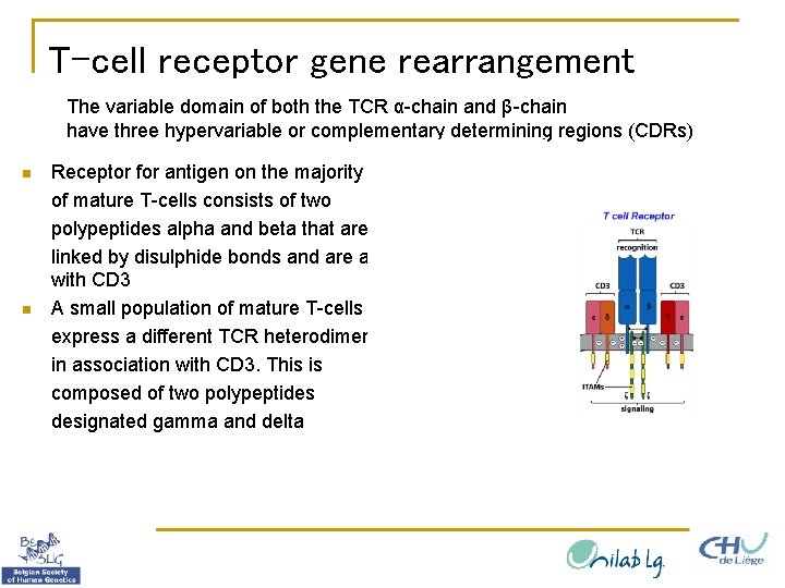 T-cell receptor gene rearrangement The variable domain of both the TCR α-chain and β-chain