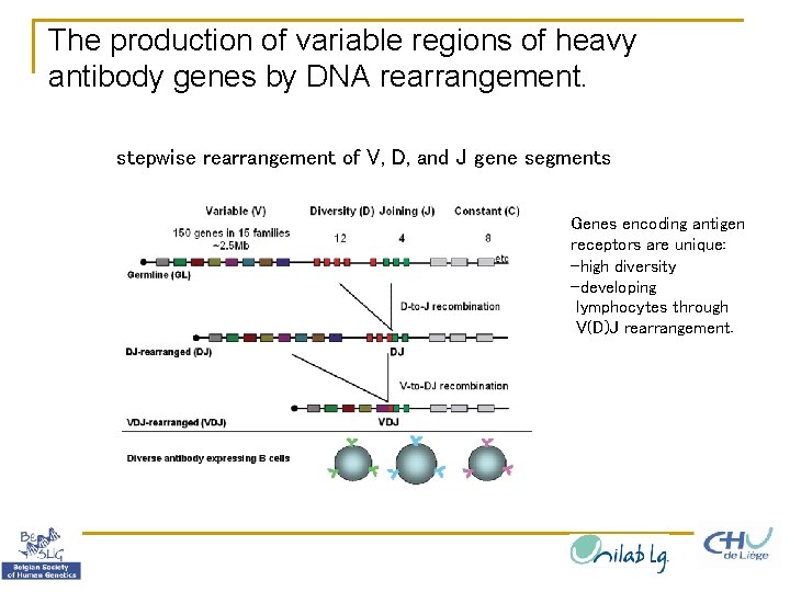The production of variable regions of heavy antibody genes by DNA rearrangement. stepwise rearrangement