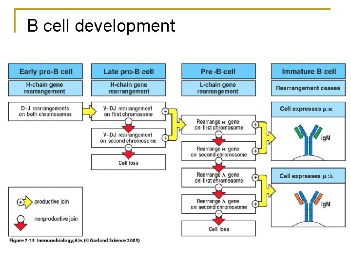 B cell development 
