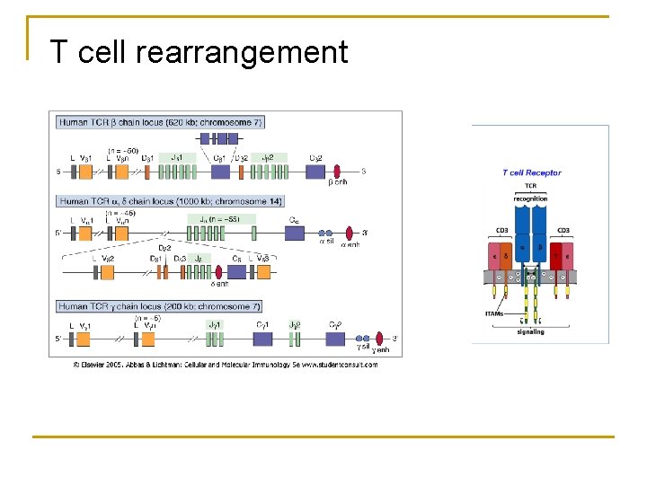 T cell rearrangement 