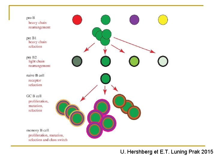 U. Hershberg et E. T. Luning Prak 2015 